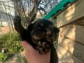 Çok tatlı Rottweiler köpekler anne baba fotoğrafı atılır