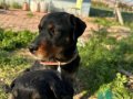 Çok tatlı Rottweiler köpekler anne baba fotoğrafı atılır