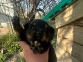 Çok tatlı Rottweiler köpekler anne baba fotoğrafı atılır