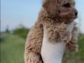3 aylık karamel Toy poodle 