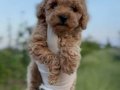 3 aylık karamel Toy poodle 