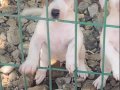 Jack Russell Erkek