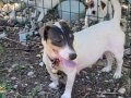 Jack Russell Erkek