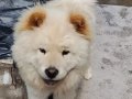 Chow Chow 1 Yaşında Beyaz Dişi