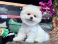 Pomeranian Boo Yavru