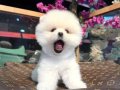 Pomeranian Boo Yavru