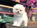 Pomeranian Boo Yavru