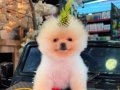 Pomernian Boo Yavru