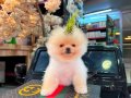 Pomernian Boo Yavru