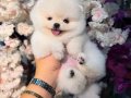 Pomeranian boo üst düzey