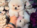 Pomeranian boo üst düzey