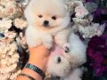Pomeranian boo üst düzey