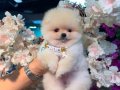 Pomeranian Boo üst düzey yavrular
