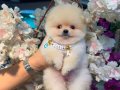 Pomeranian Boo üst düzey yavrular