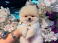 Pomeranian Boo üst düzey yavrular