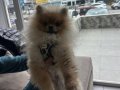 POMERAN BOO ERKEK ORJİNAL