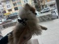 POMERAN BOO ERKEK ORJİNAL