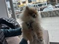 POMERAN BOO ERKEK ORJİNAL