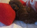 Ankara 2 Aylık Kore Poodle Kahverengi 