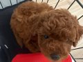 Ankara 2 Aylık Kore Poodle Kahverengi 