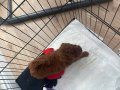 Ankara 2 Aylık Kore Poodle Kahverengi 