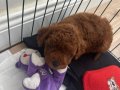 Ankara 2 Aylık Kore Poodle Kahverengi 