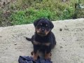 Can dostu 