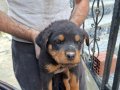 CAN DOSTU OLACAK SON DİŞİ YAVRUMUZ 