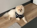 Leydi 