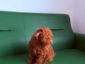 Toy poddle mukemmel yavru