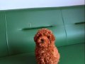 Toy poddle mukemmel yavru