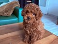 Toy poddle mukemmel yavru