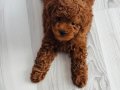 Toy poddle mukemmel yavru