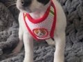 Chihuahua 1.5 kg 2.5 yasinda baba ve 3 aylik oğlu 