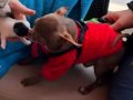 Chihuahua 1.5 kg 2.5 yasinda baba ve 3 aylik oğlu 