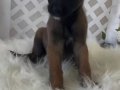 2 Aylık Belçika Malinois Yavrusu 