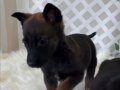 2 Aylık Belçika Malinois Yavrusu 