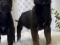 2 Aylık Belçika Malinois Yavrusu 