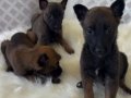 2 Aylık Belçika Malinois Yavrusu 