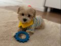 3 aylık Maltipoo