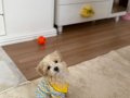 3 aylık Maltipoo