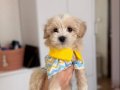 3 aylık Maltipoo