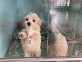 3 aylık Maltipoo