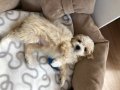 3 aylık Maltipoo