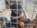 Haskan Rottweiler yavruları 