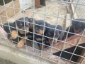 Haskan Rottweiler yavruları 
