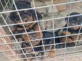 Haskan Rottweiler yavruları 