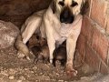 Anadolu Çoban Köpeği - Kangal Yavruları