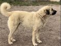 Anadolu Çoban Köpeği - Kangal Yavruları