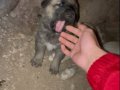 Anadolu Çoban Köpeği - Kangal Yavruları